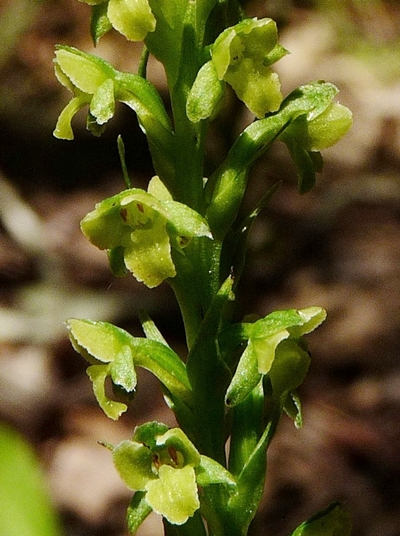 {Platanthera flava var. flava}